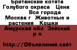 Британские котята Голубого окраса › Цена ­ 8 000 - Все города, Москва г. Животные и растения » Кошки   . Амурская обл.,Зейский р-н